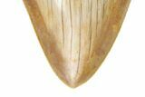 Fossil Megalodon Tooth - Killer Indonesian Meg #226235-3